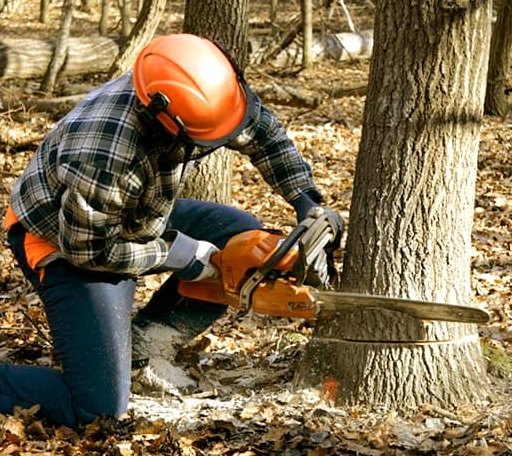 Tree Removal in Chambers, NE